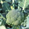 Semilla Brócoli Calabrese
