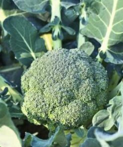 Semilla Brócoli Calabrese