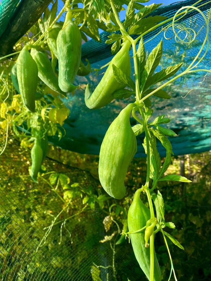 Semilla Caigua Semilla Caigua
