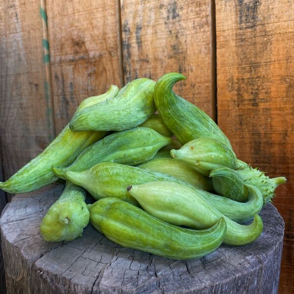 Semilla Caigua Semilla Caigua