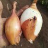 Semilla Cebolla Bola de Toro