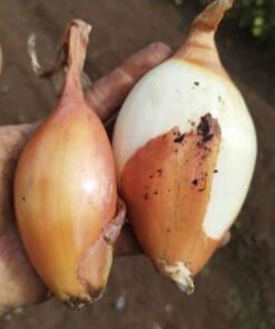 Semilla Cebolla Bola de Toro