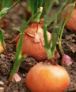 Semilla Cebolla Valenciana