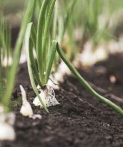 Semilla Cebollín Barletta