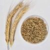 Semilla Centeno Grande Semilla Centeno Grande