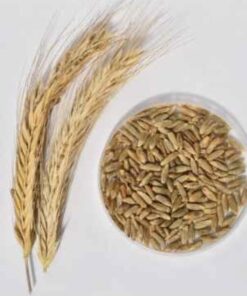 Semilla Centeno Grande