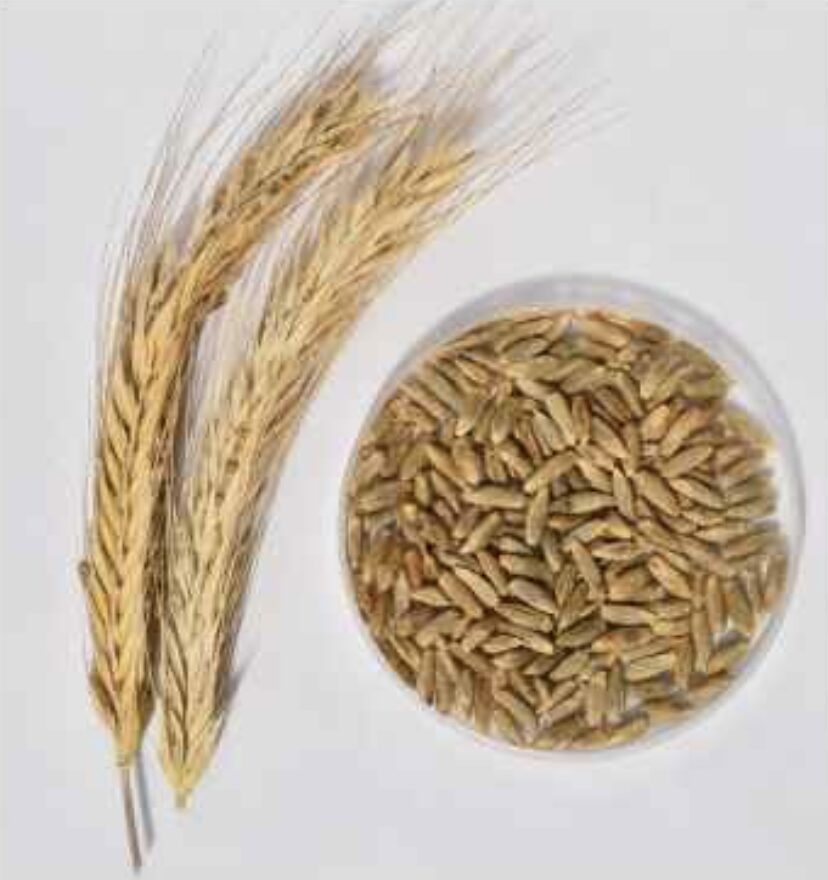 Semilla Centeno Grande Semilla Centeno Grande