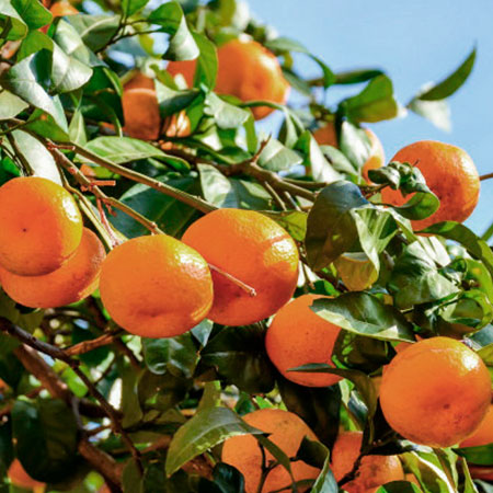 Arbol de Clementina Arbol de Clementina