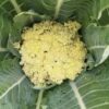 Semilla Coliflor Bola de Nieve