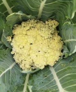 Semilla Coliflor Bola de Nieve