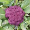 Semilla Coliflor Morada