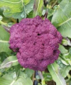 Semilla Coliflor Morada