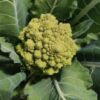 Semilla Coliflor Romanesco
