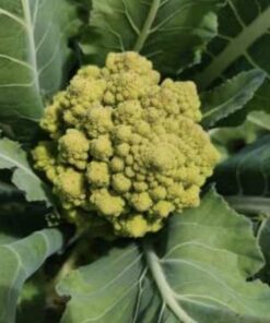 Semilla Coliflor Romanesco