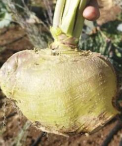 Semilla Colinabo Mapucol