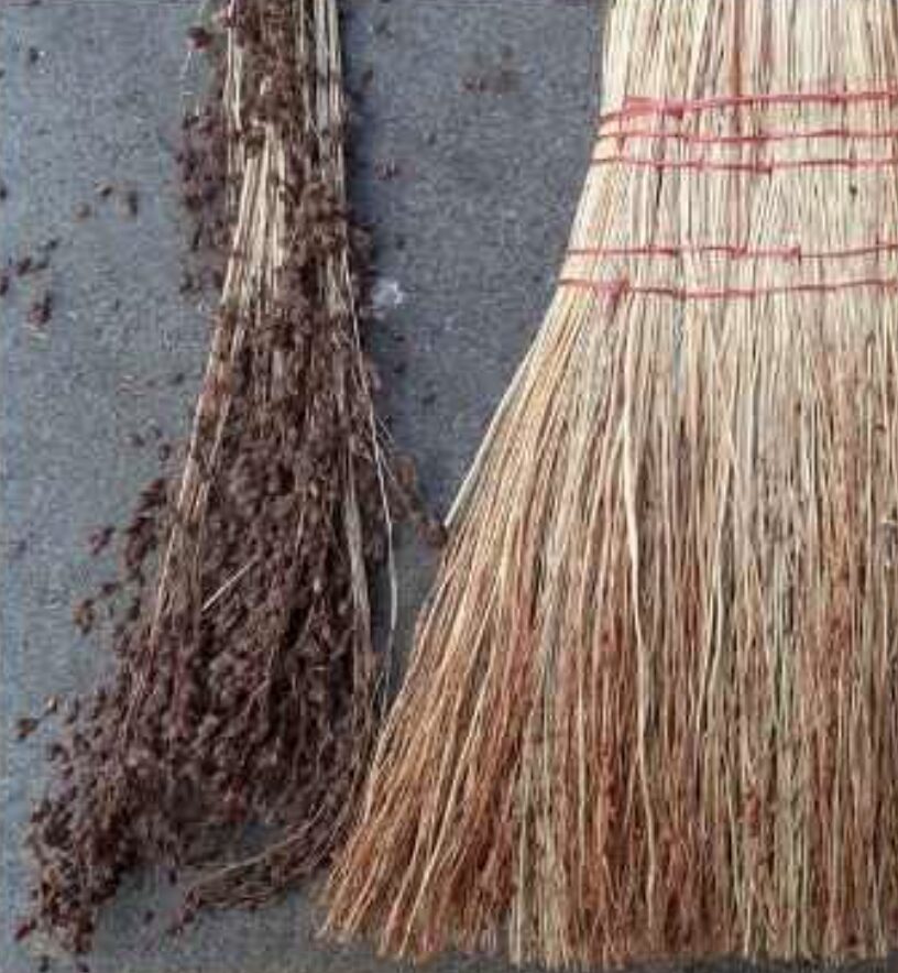 Semilla Curahuilla Semilla Curahuilla