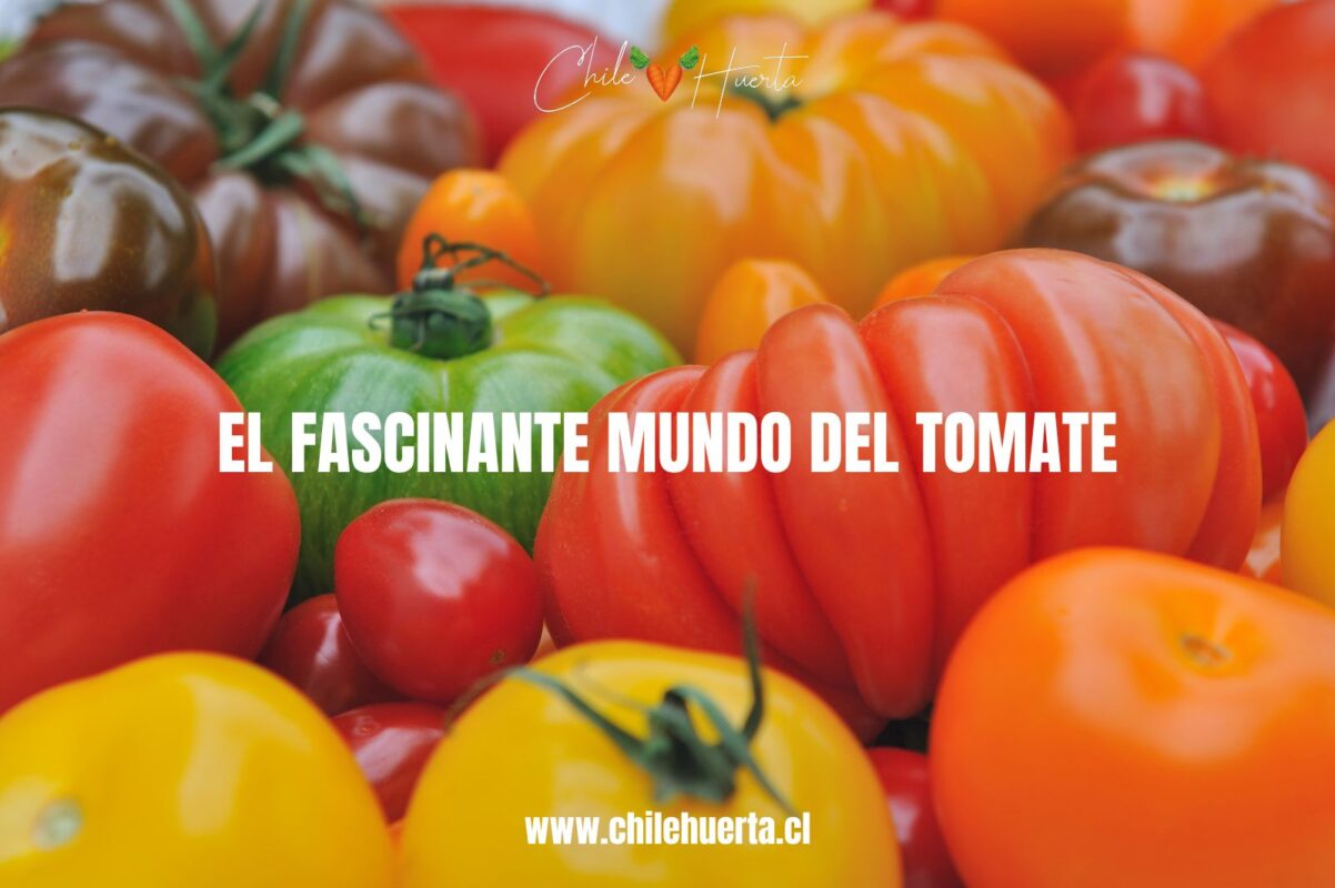 El Fascinante Mundo del Tomate El Fascinante Mundo del Tomate