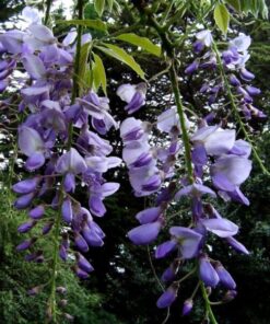 Semilla Flor de la Pluma