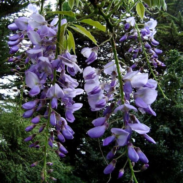 Semilla Flor de la Pluma Semilla Flor de la Pluma