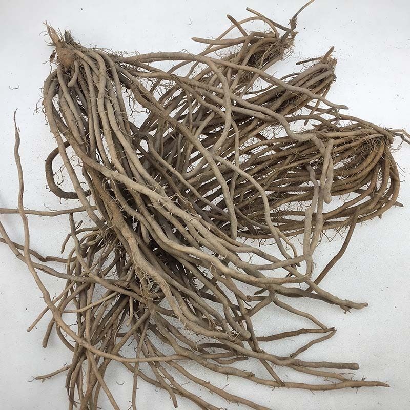 Garra de Espárrago Garra de Espárrago