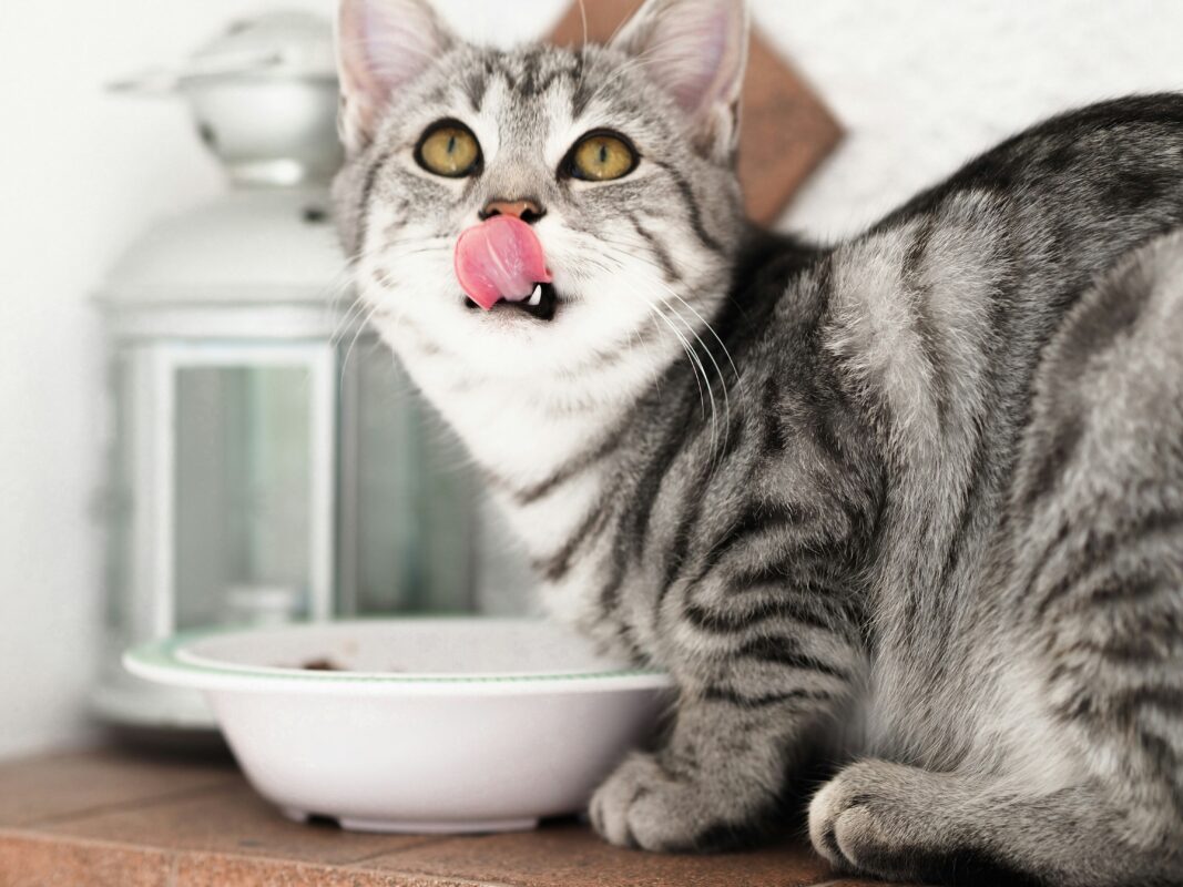 La Dieta Natural para Gatos: Beneficios y Consideraciones Clave Gato Comiendo 2