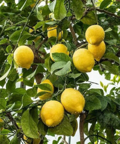 Arbol de Limon Genova