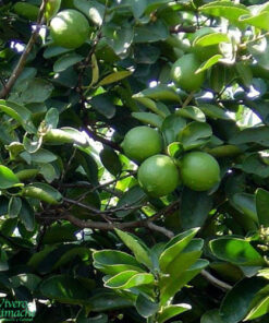 Arbol de Limón Sutil de Gaza