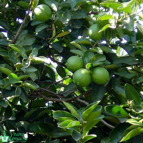 Arbol de Limón Sutil de Gaza Arbol de Limón Sutil de Gaza