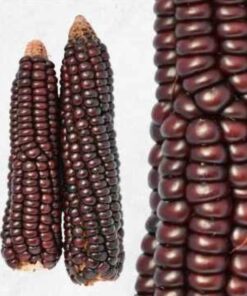 Semilla Maiz Azabache