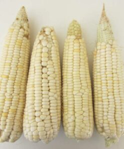 Semilla Maiz Blanco
