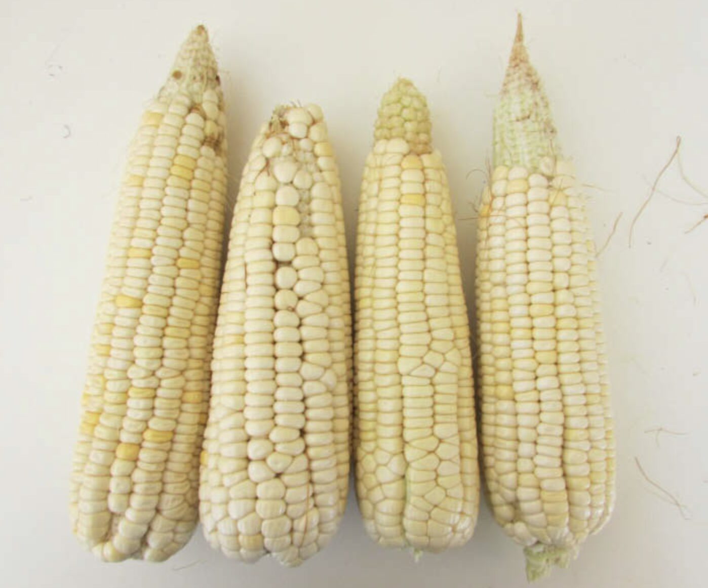 Semilla Maiz Blanco Semilla Maiz Blanco