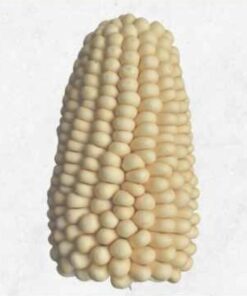 Semilla Maiz Capio Blanco
