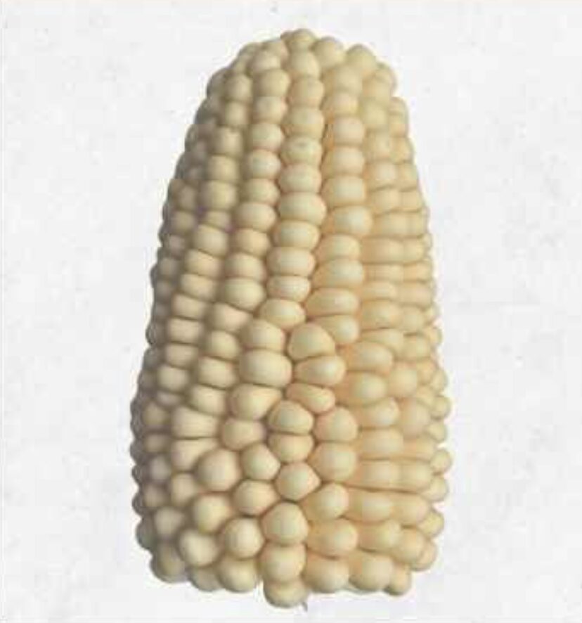 Semilla Maiz Capio Blanco Semilla Maiz Capio Blanco