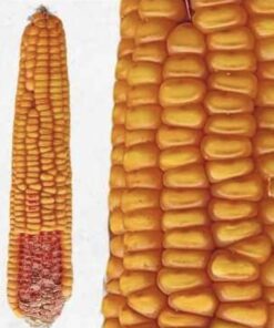 Semilla Maiz Casco Rojo