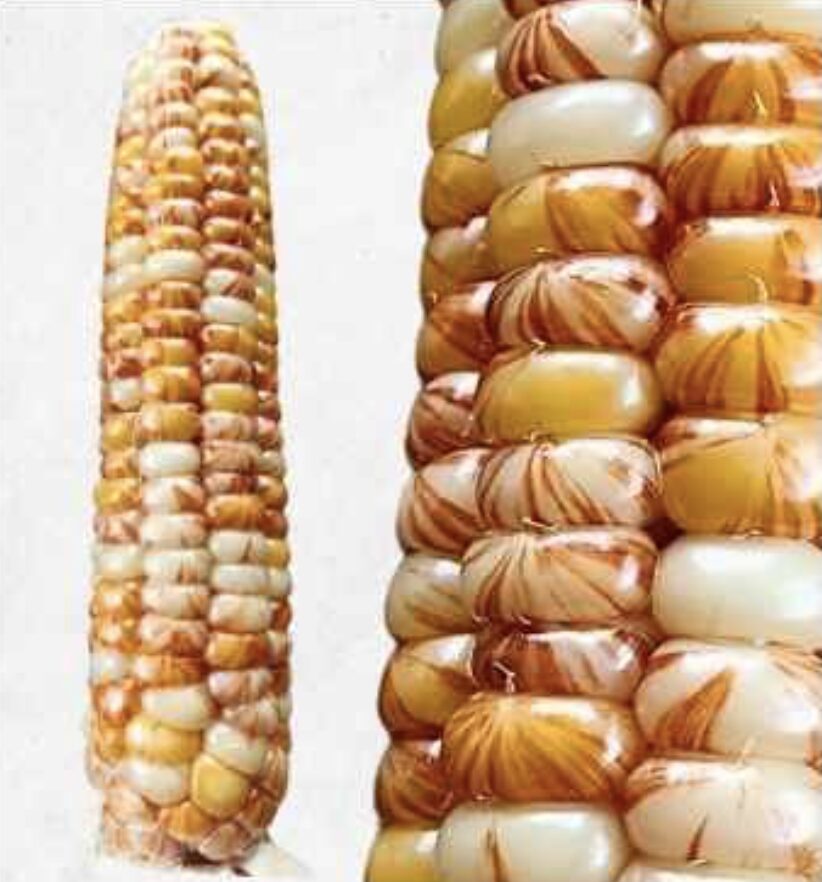 Semilla Maiz Kutral BD Semilla Maiz Kutral