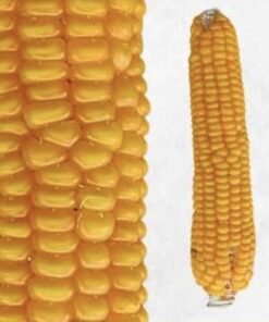 Semilla Maiz Mantequilla