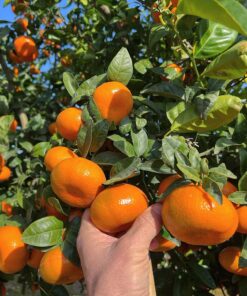 Arbol de Mandarina Murcott