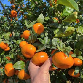 Arbol de Mandarina Murcott