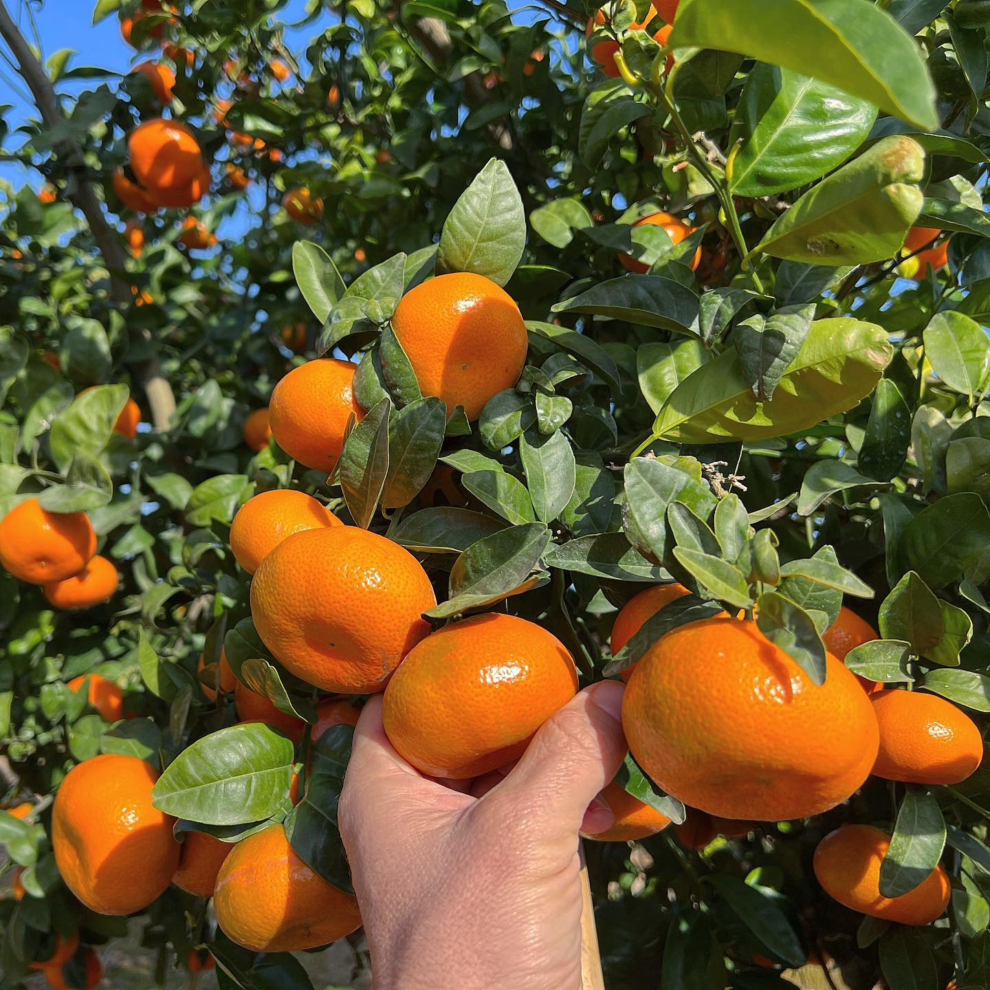 Arbol de Mandarina Murcott Arbol de Mandarina Murcott