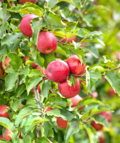 Arbol de Manzano Pink Lady