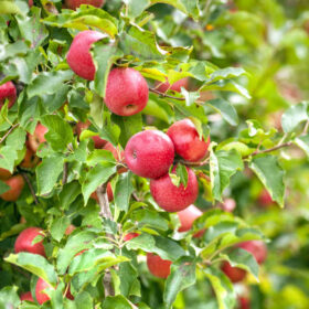 Arbol de Manzano Pink Lady