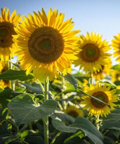 Semilla Maravilla Mix