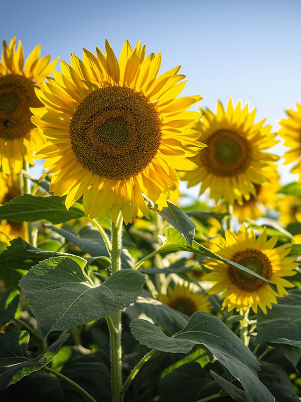 Semilla Maravilla Mix Semilla Maravilla Mix