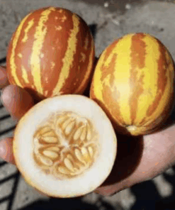 Semilla Melon Tigre