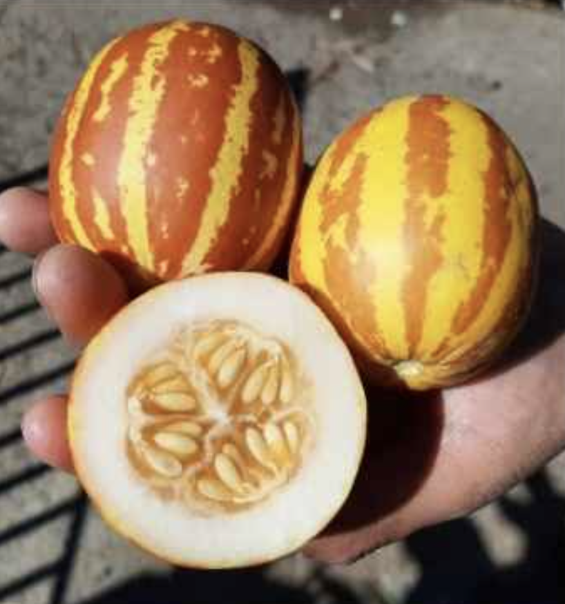 Semilla Melon Tigre Semilla Melon Tigre