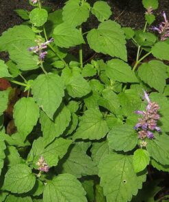 Semilla Menta Koreana