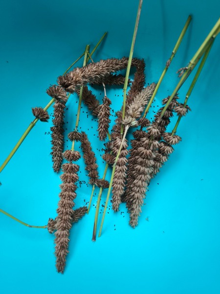 Semilla Menta Koreana Semilla Menta Koreana