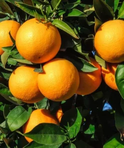 Arbol de Naranja Thompson