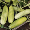 Semilla Pepino 8 Lineas Semilla Pepino 8 Lineas
