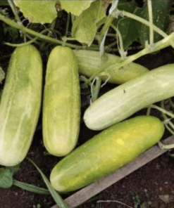 Semilla Pepino 8 Lineas